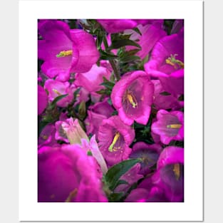 Pink Flowers Spring Floral Blooming Posters and Art